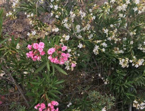Spring Has Sprung